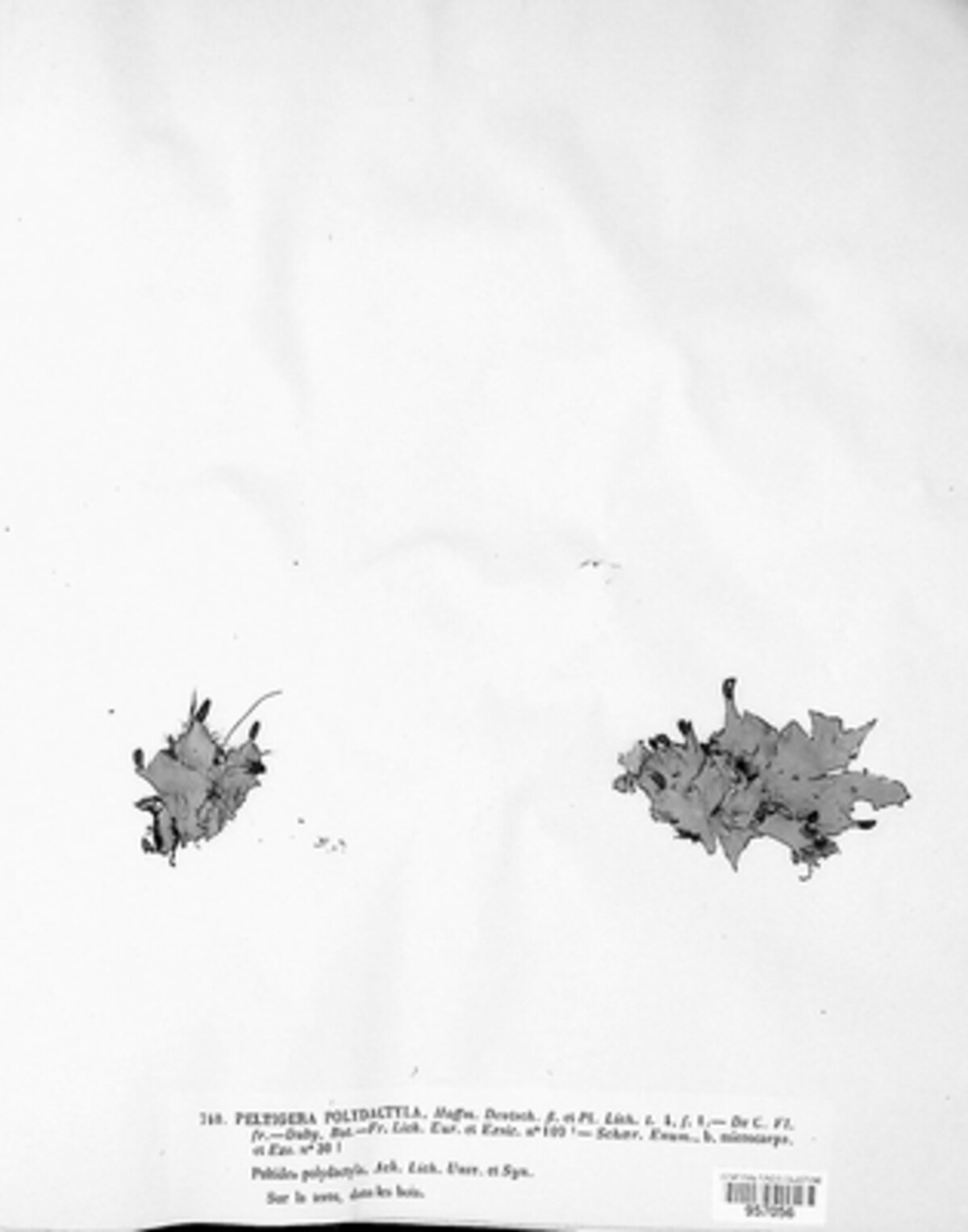 Peltigera polydactyla image